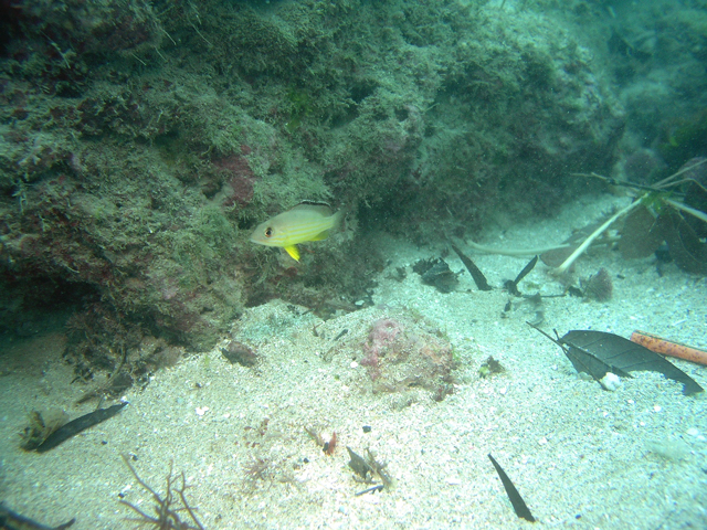 Lutjanus fulvus黃足笛鯛