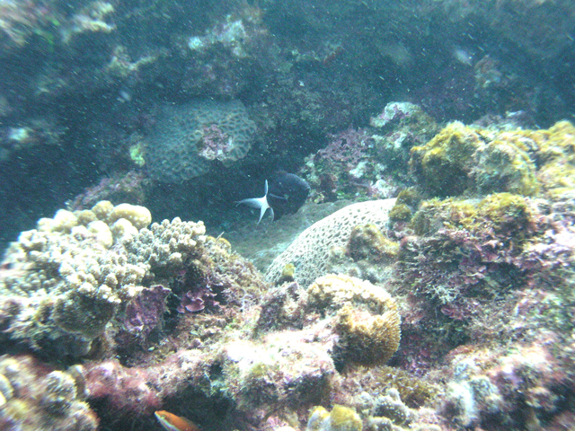 Chromis margaritifer雙斑光鰓雀鯛