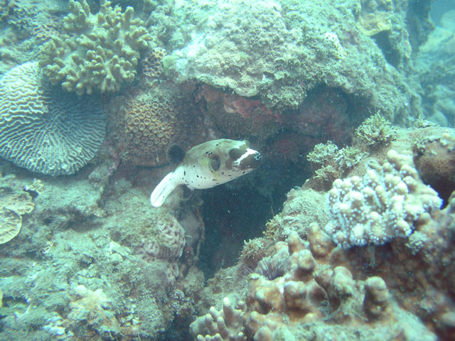 Arothron nigropunctatus黑斑叉鼻魨