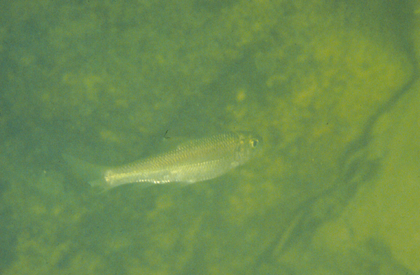 Onychostoma barbatulum臺灣白甲魚