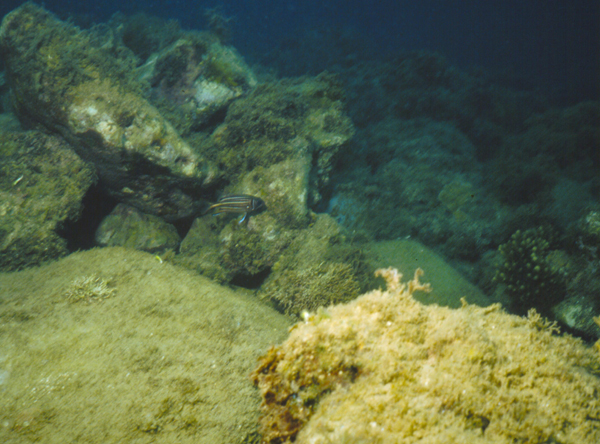 Sargocentron praslin普拉斯林棘鱗魚