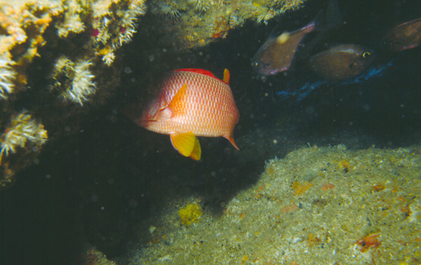 Sargocentron spiniferum尖吻棘鱗魚