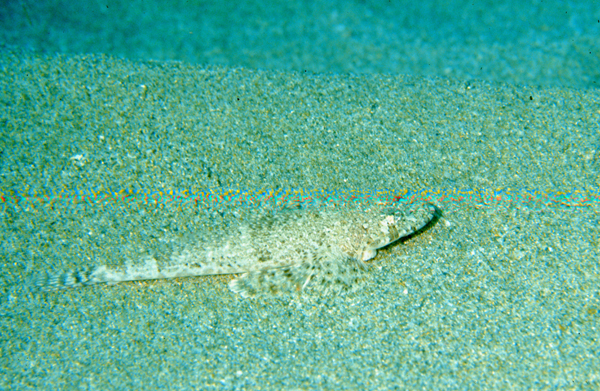 Sunagocia arenicola沙地蘇納牛尾魚