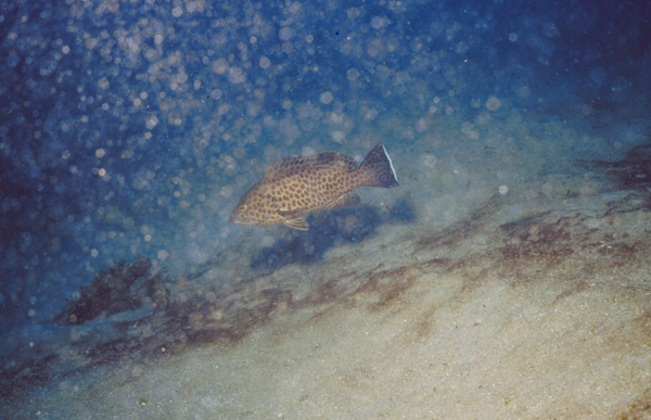 epinephelus areolatus  宝石石斑鱼