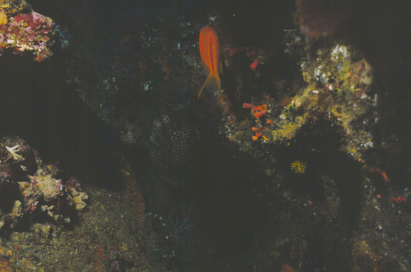 Pseudanthias fasciatus條紋擬花鱸