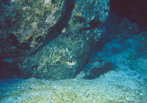 Monotaxis grandoculis單列齒鯛