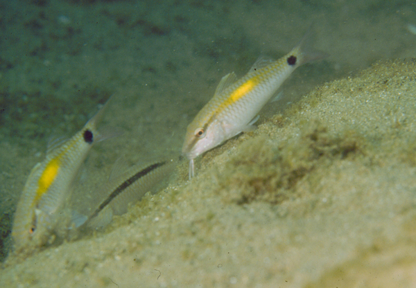 Parupeneus indicus印度海緋鯉