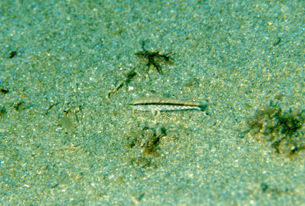 Upeneus tragula黑斑緋鯉