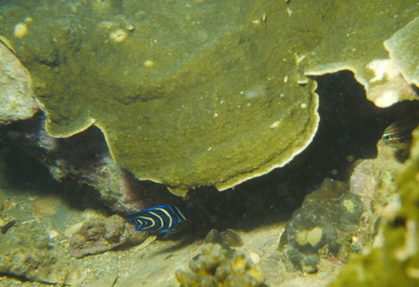 Pomacanthus semicirculatus疊波蓋刺魚