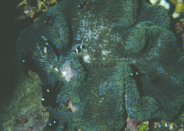 Dascyllus trimaculatus三斑圓雀鯛