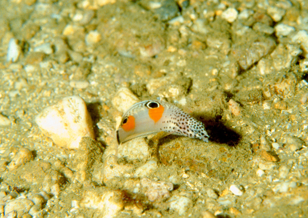 Coris aygula紅喉盔魚