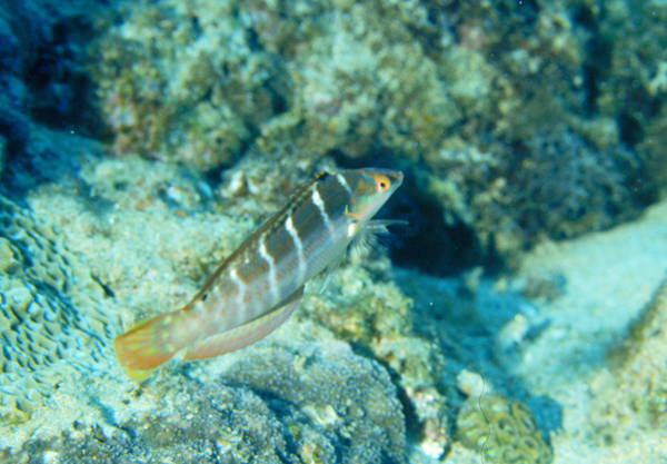Coris dorsomacula背斑盔魚
