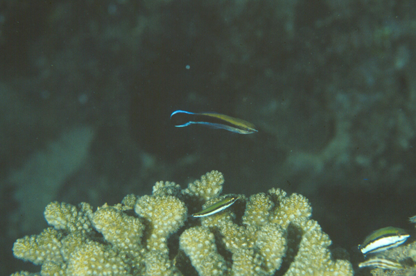 Gomphosus varius雜色尖嘴魚