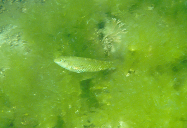 Halichoeres miniatus小海豬魚