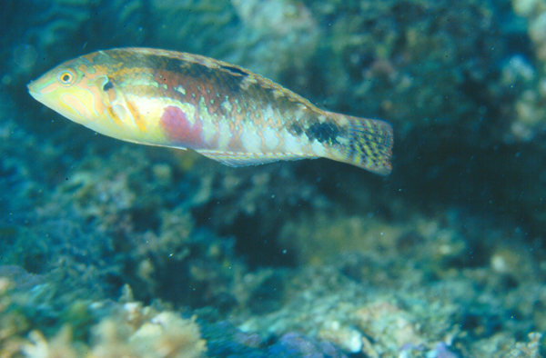 Halichoeres nebulosus雲紋海豬魚