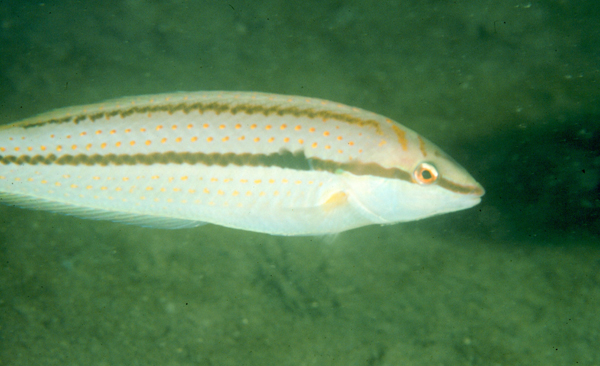 Parajulis poecilepterus花鰭副海豬魚