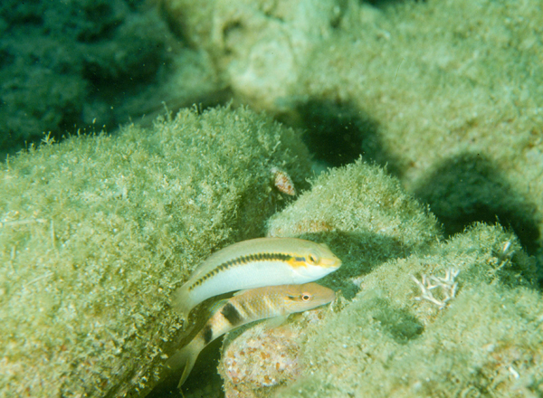 Halichoeres scapularis頸帶海豬魚