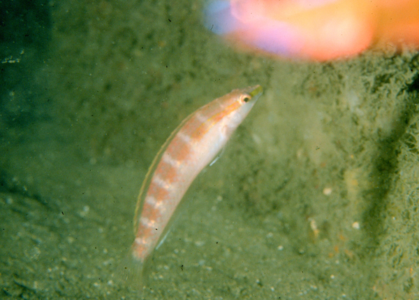 Suezichthys gracilis細長蘇彝士隆頭魚