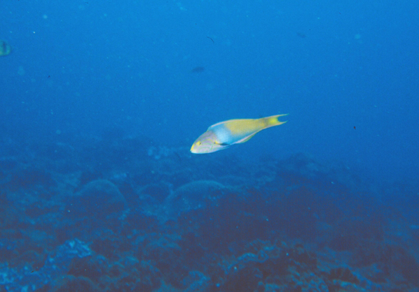 Thalassoma lutescens胸斑錦魚