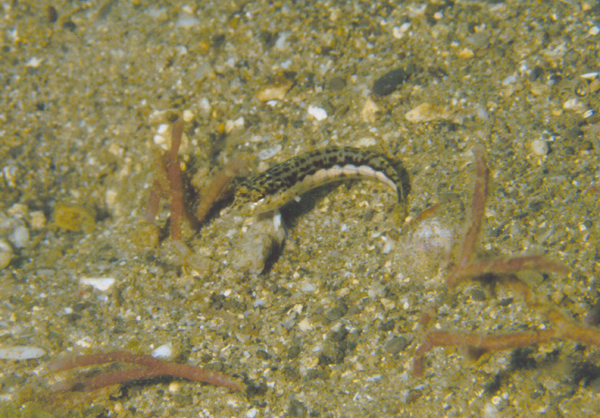 Parapercis striolata斑棘擬鱸