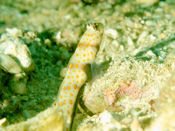 Amblyeleotris guttata斑點鈍鯊
