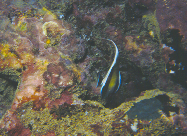 Zanclus cornutus角蝶魚