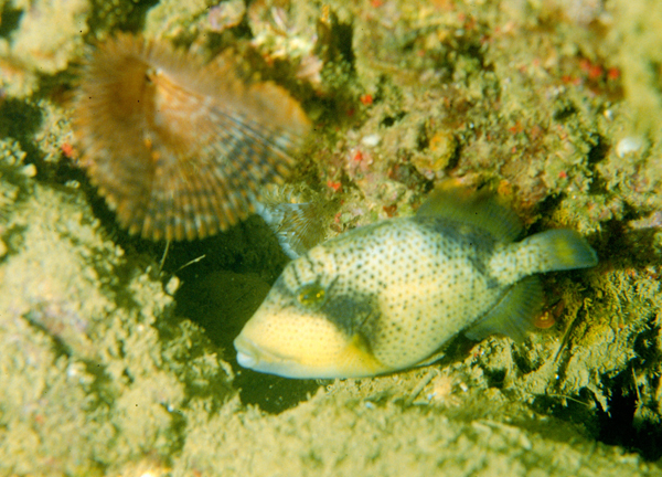 Balistoides viridescens褐擬鱗魨