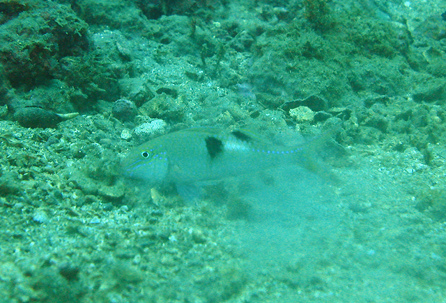 Parupeneus pleurostigma黑斑海緋鯉
