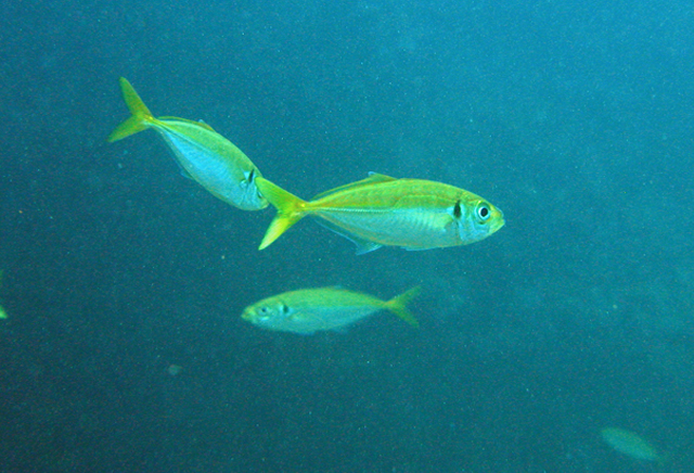 Trachurus japonicus日本竹筴魚