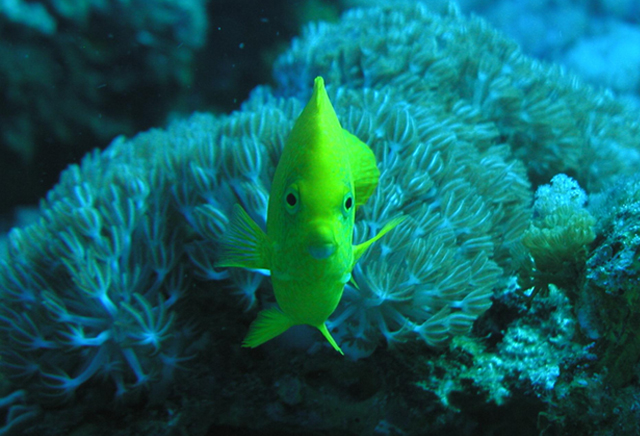 Apolemichthys trimaculatus三點阿波魚