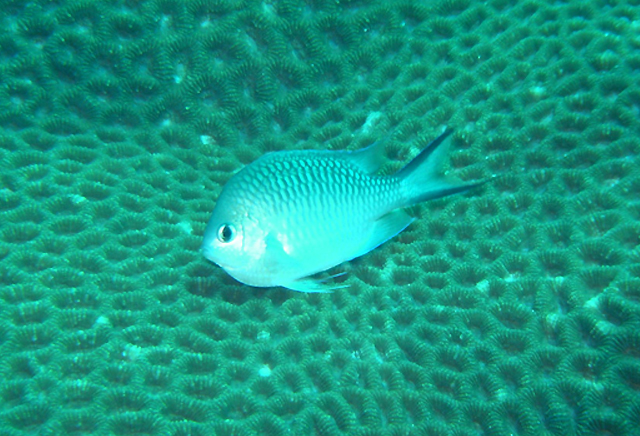 chromis ternatensis  三叶光鳃雀鲷