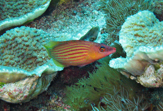 Pseudocheilinus octotaenia八帶擬唇魚