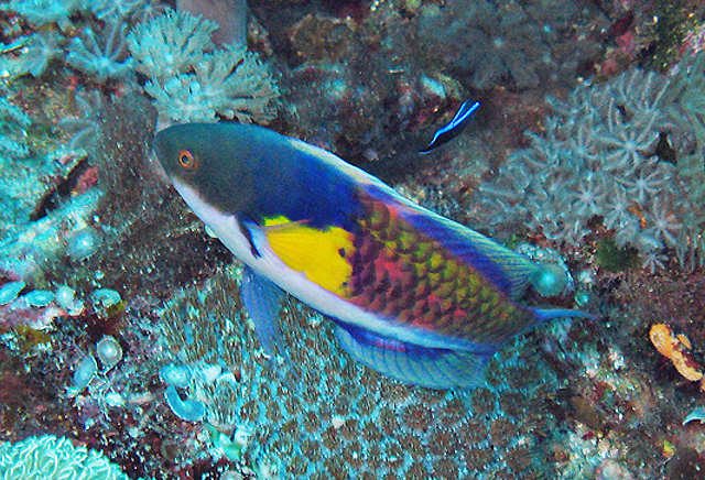 Cirrhilabrus cyanopleura藍身絲鰭鸚鯛