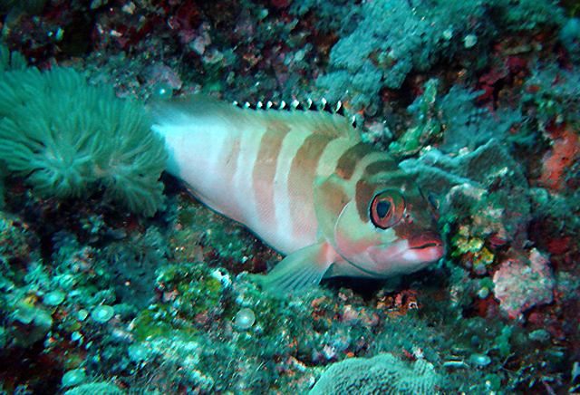 Epinephelus fasciatus橫帶石斑魚
