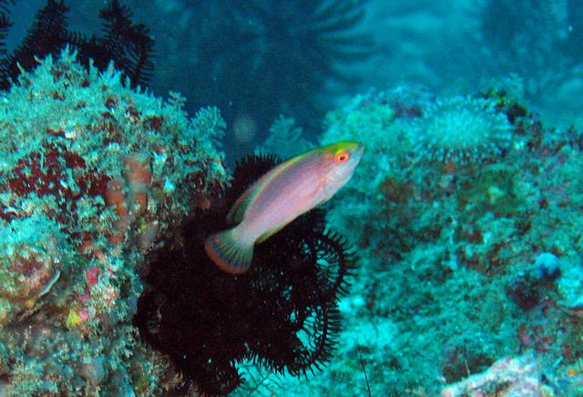 Cirrhilabrus rubrimarginatus紅緣絲鰭鸚鯛