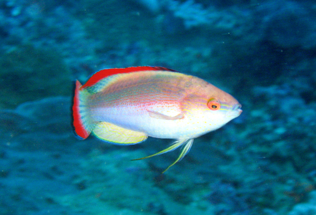 Cirrhilabrus rubrimarginatus紅緣絲鰭鸚鯛