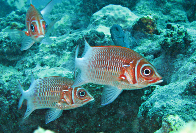 Sargocentron caudimaculatum尾斑棘鱗魚
