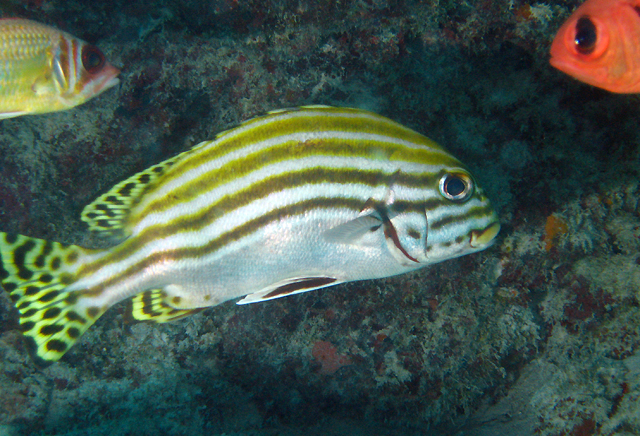 plectorhinchus lessonii 雷氏胡椒鲷