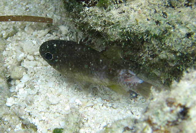 Nectamia fusca褐色聖天竺鯛