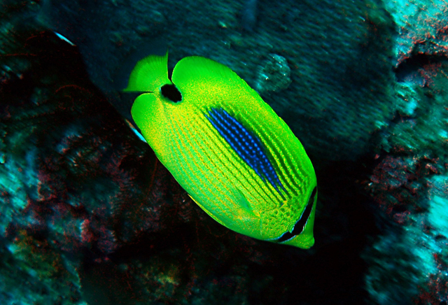 Chaetodon plebeius藍斑蝴蝶魚