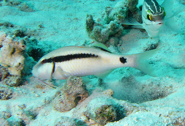 Parupeneus barberinus單帶海緋鯉