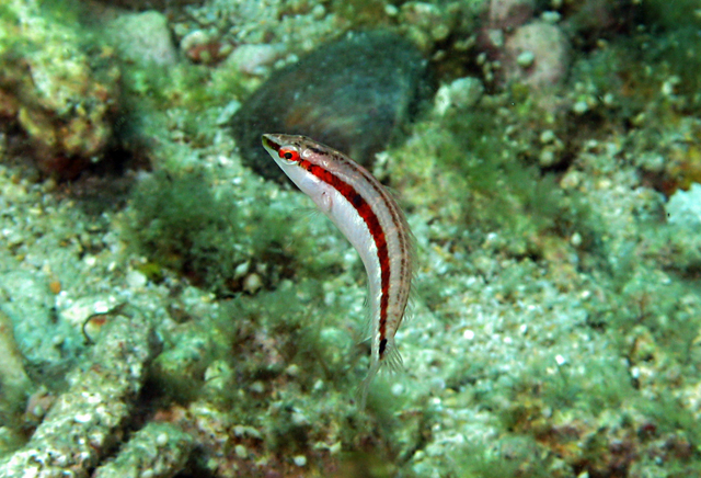 Suezichthys gracilis  細長蘇彝士隆頭魚