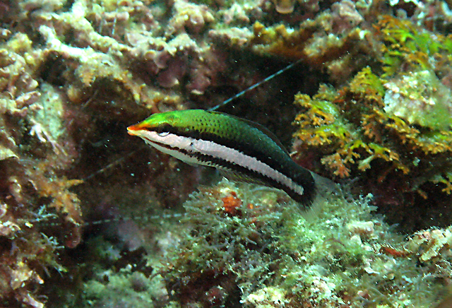 Gomphosus varius  雜色尖嘴魚