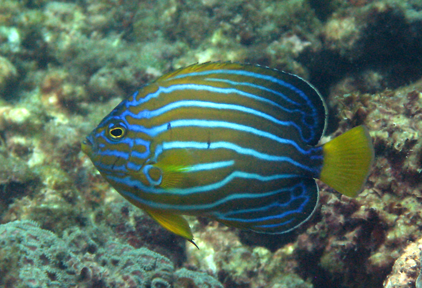 Chaetodontoplus septentrionalis藍帶荷包魚