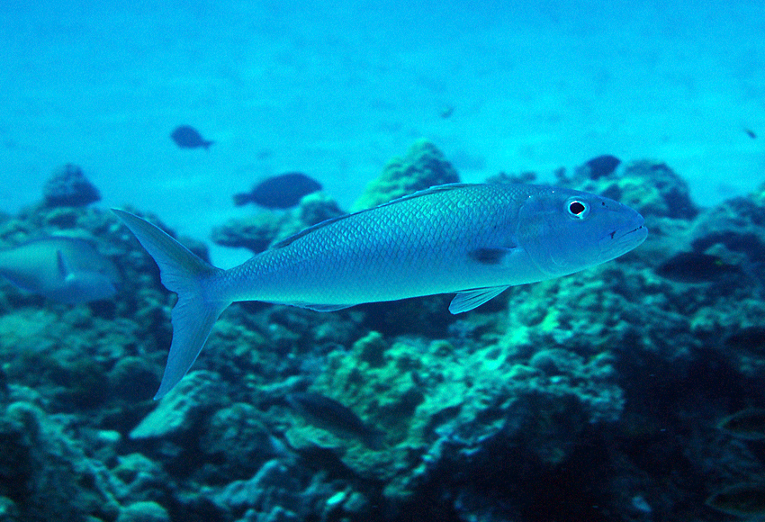 Aprion virescens藍短鰭笛鯛