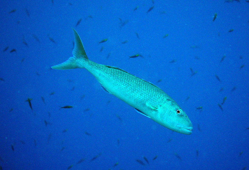 Aprion virescens藍短鰭笛鯛