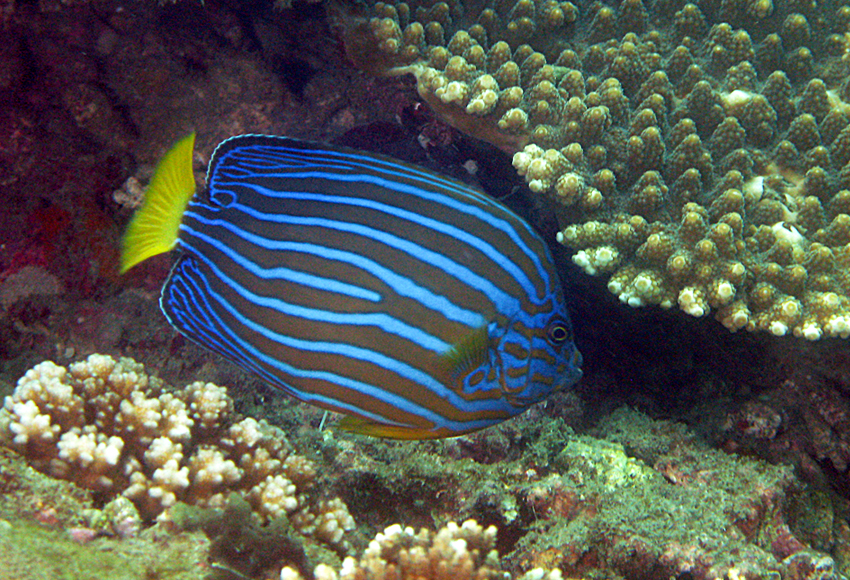 Chaetodontoplus septentrionalis藍帶荷包魚