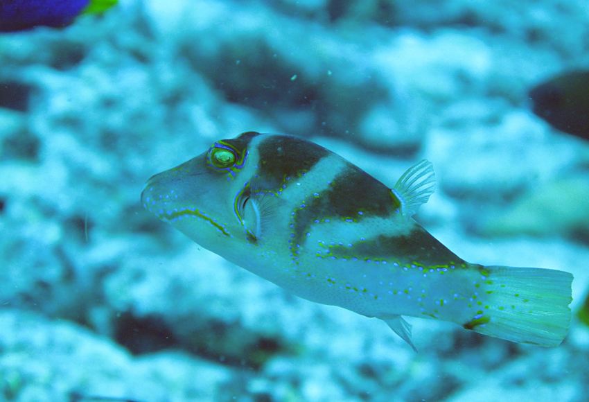 Canthigaster axiologus三帶尖鼻魨