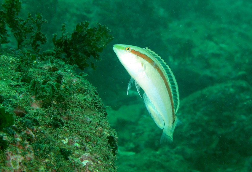 Suezichthys gracilis細長蘇彝士隆頭魚