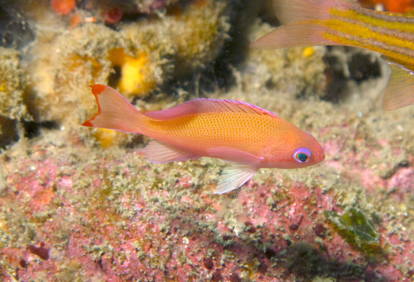 pseudanthias hypselosoma 高体拟花鲈